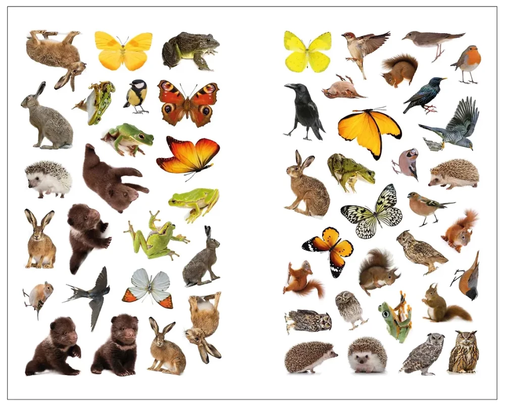 Photo Stickers. In the Forest