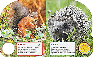 Miškų gyvūnai
