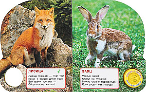 Miškų gyvūnai