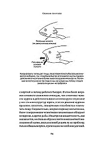Gamtos klaidos: Ribos ir natūralios atrankos netobulumas