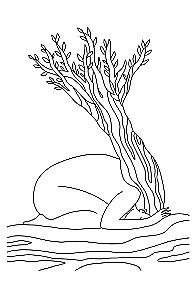 Die Erzählungen einer wertvollen Frau. Metaphorische Geschichten und Botschaften über die wahre Natur der Frau und ihren Weg zu sich selbst