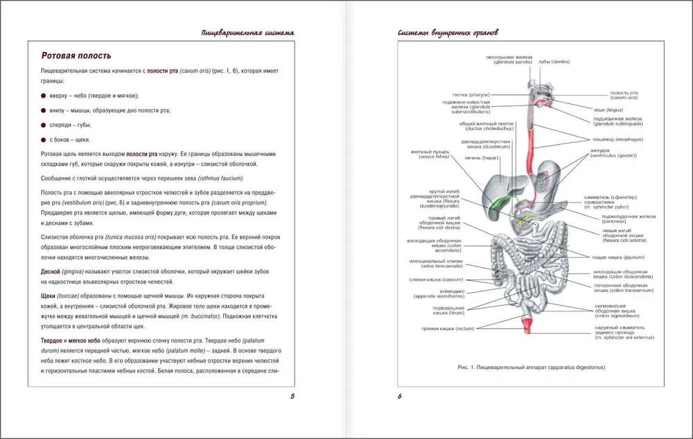 Atlas der Anatomie des Menschen. Verdauungssystem