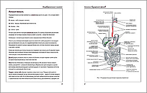 Atlas der Anatomie des Menschen. Verdauungssystem