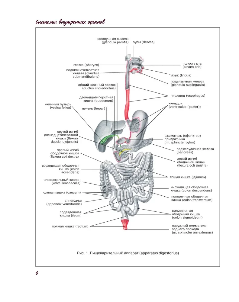 Atlas der Anatomie des Menschen. Verdauungssystem