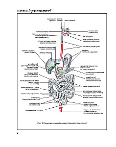 Atlas der Anatomie des Menschen. Verdauungssystem