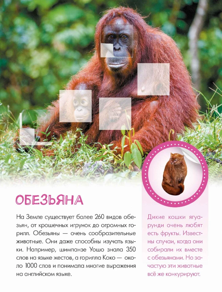 Who Lives in the Zoo?