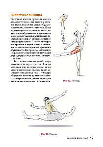 Anatomia Tańca