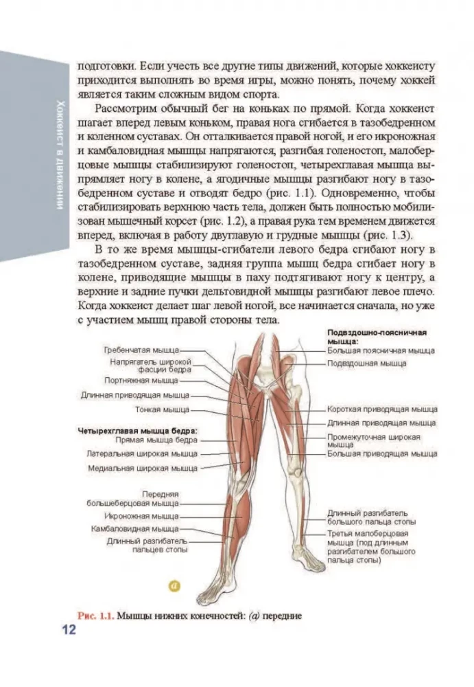 Anatomie des Eishockeys