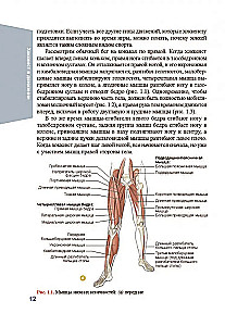 Anatomie des Eishockeys