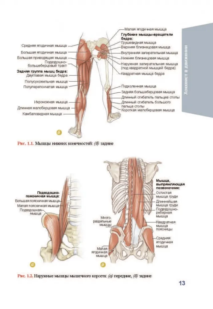 Anatomie des Eishockeys