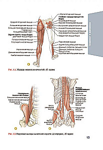 Anatomie des Eishockeys