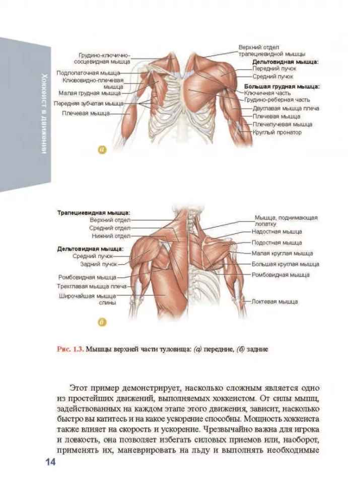 Anatomie des Eishockeys