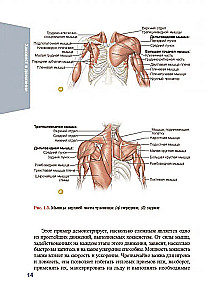 Anatomie des Eishockeys
