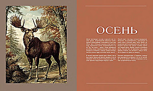 The Secret Life of the Forest. Russian Nature in Facts and Sketches
