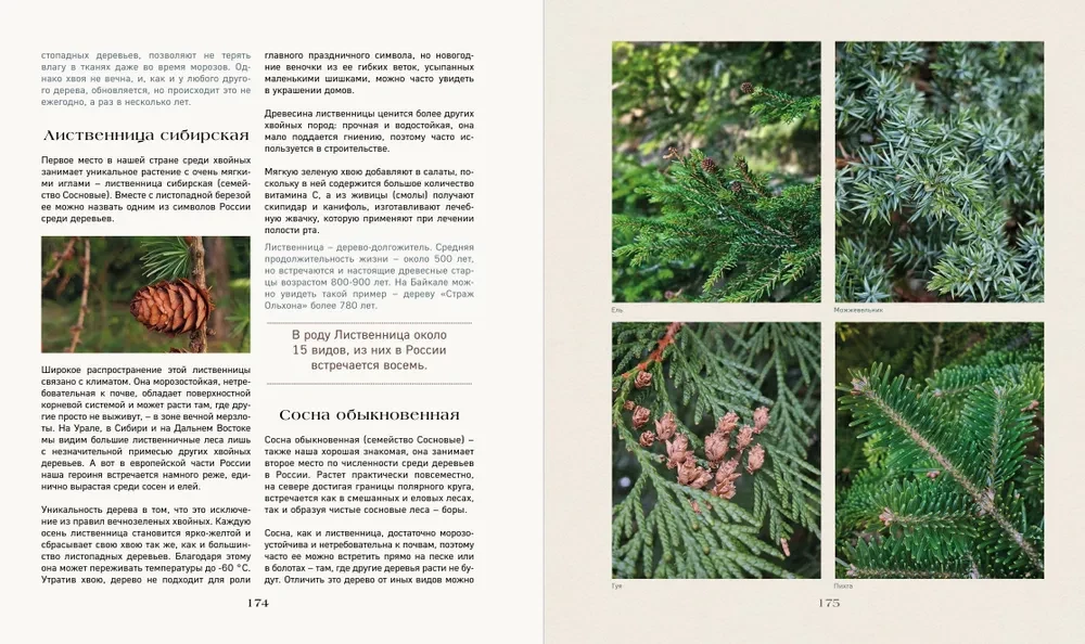 The Secret Life of the Forest. Russian Nature in Facts and Sketches
