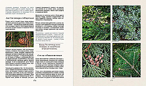 The Secret Life of the Forest. Russian Nature in Facts and Sketches