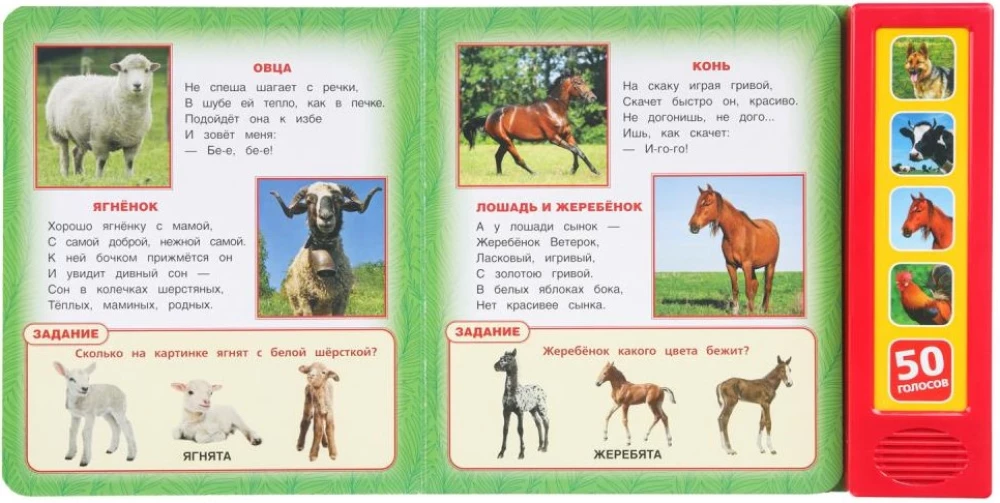 Zwierzęta domowe