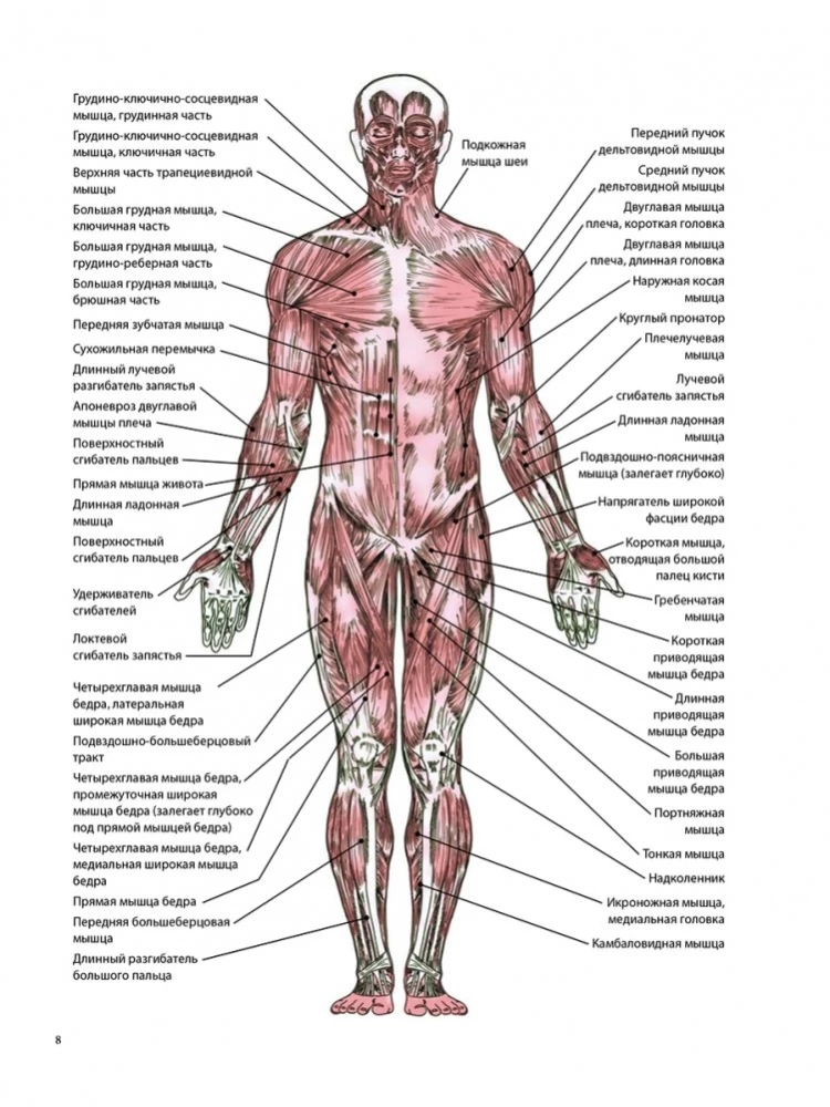 Anatomia terapeutycznego rozciągania: szybkie pozbycie się bólu i profilaktyka kontuzji