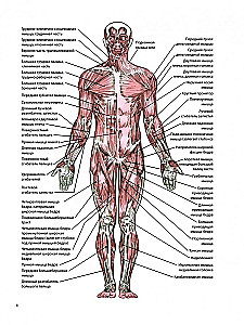 Anatomia terapeutycznego rozciągania: szybkie pozbycie się bólu i profilaktyka kontuzji