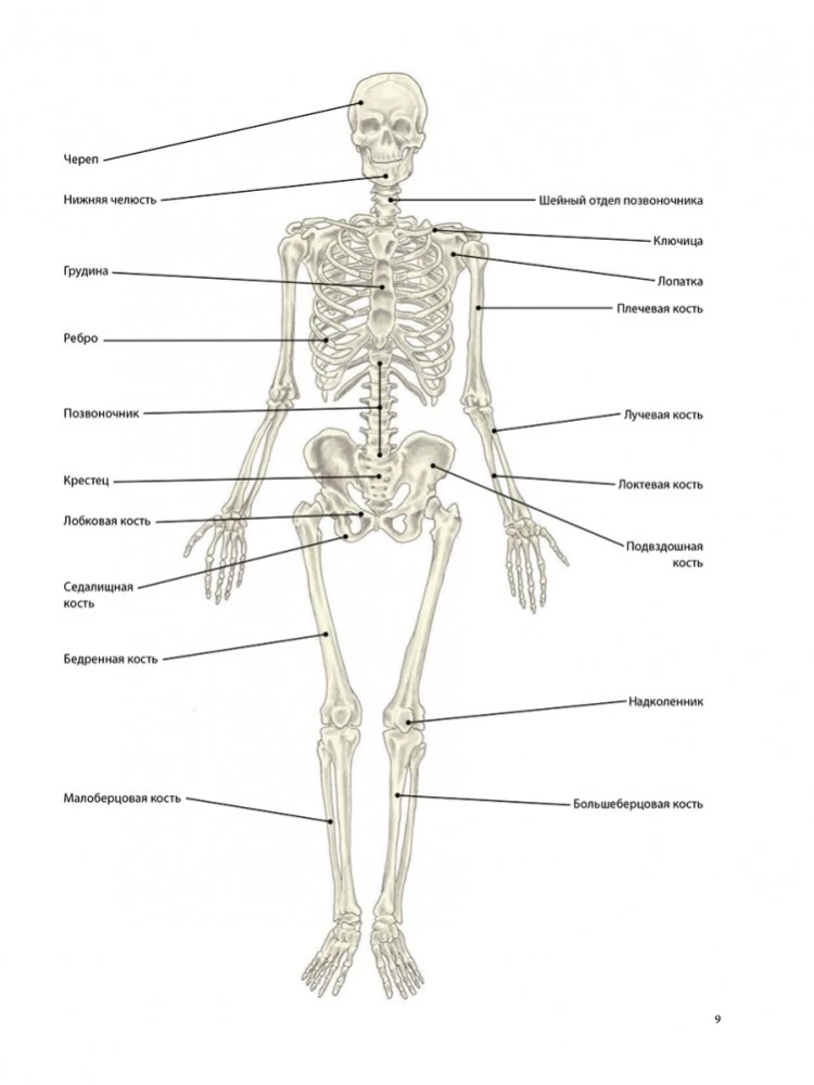 Anatomia terapeutycznego rozciągania: szybkie pozbycie się bólu i profilaktyka kontuzji