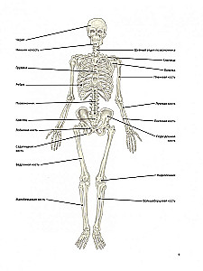 Anatomia terapeutycznego rozciągania: szybkie pozbycie się bólu i profilaktyka kontuzji