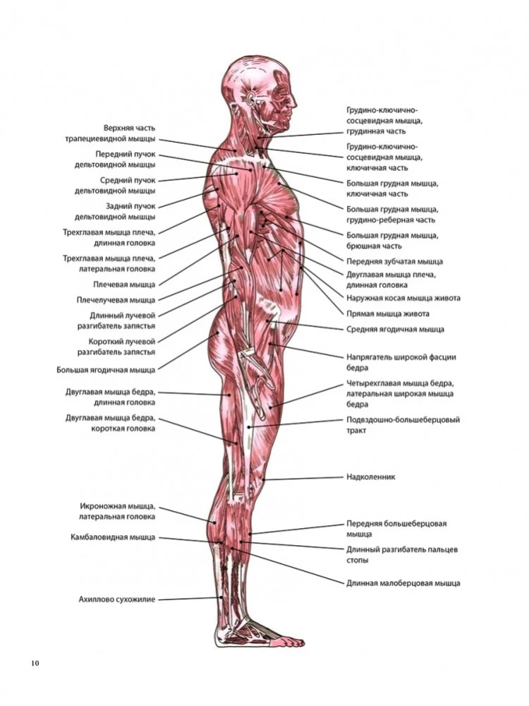 Anatomia terapeutycznego rozciągania: szybkie pozbycie się bólu i profilaktyka kontuzji