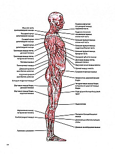 Anatomia terapeutycznego rozciągania: szybkie pozbycie się bólu i profilaktyka kontuzji