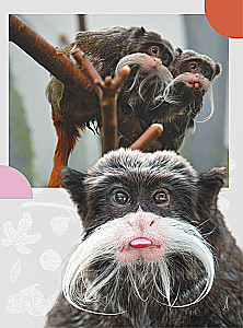 Tiere