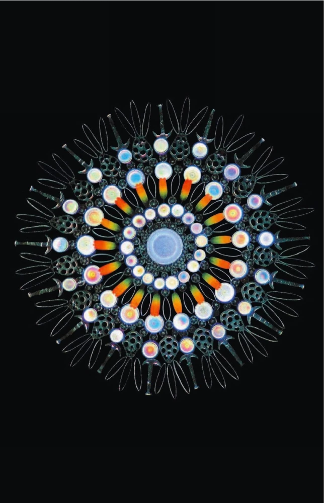 Cosmos. Possible Worlds