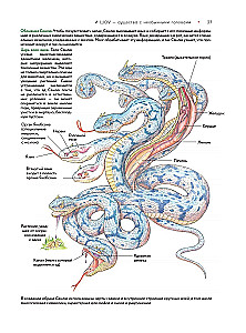 Bestiarium der chinesischen Mythologie. Buch der Berge und Meere. Mit erweiterter Realität