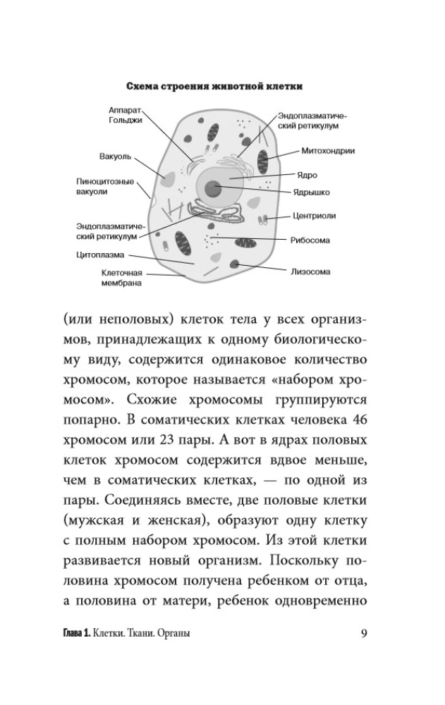 Anatomy for Those Seeking Their Navel