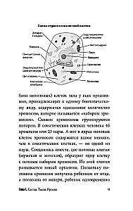 Anatomy for Those Seeking Their Navel