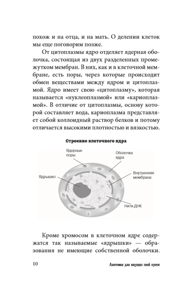 Anatomy for Those Seeking Their Navel