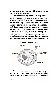 Anatomy for Those Seeking Their Navel