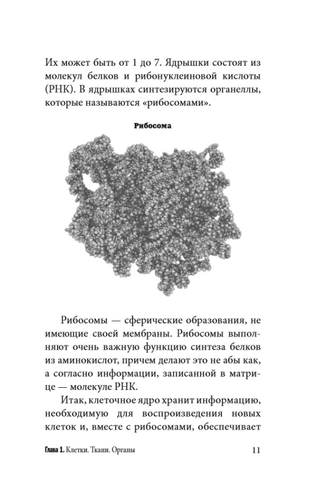 Anatomy for Those Seeking Their Navel