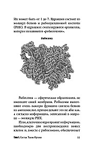 Anatomy for Those Seeking Their Navel