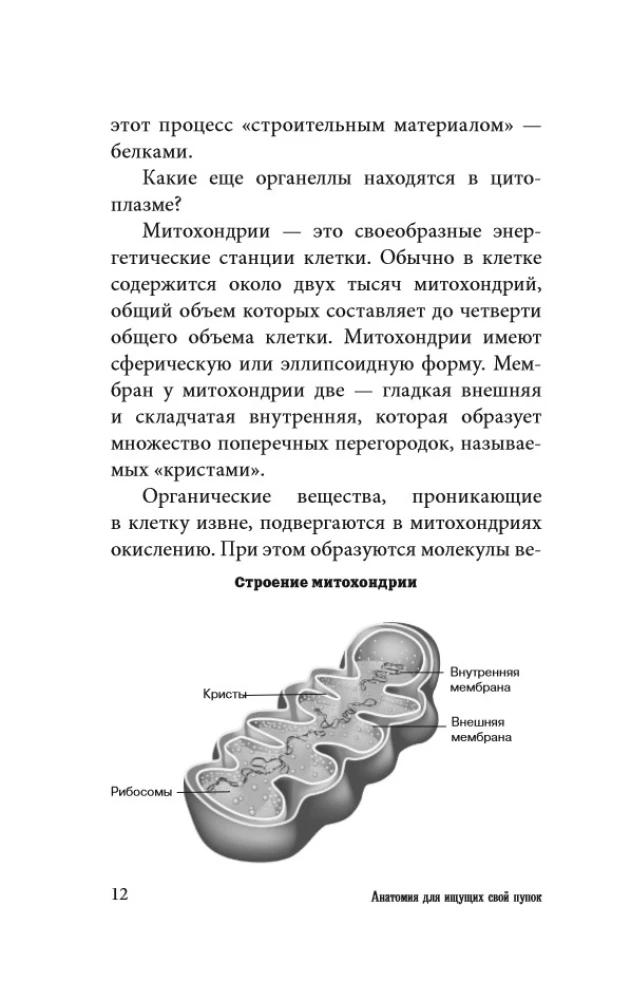 Anatomy for Those Seeking Their Navel