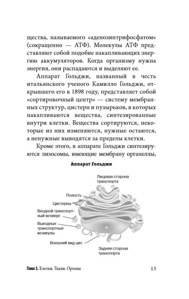 Anatomy for Those Seeking Their Navel