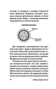 Anatomy for Those Seeking Their Navel