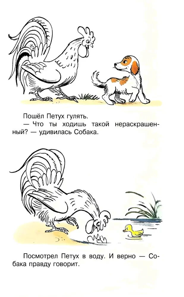 Kogut i Kolory