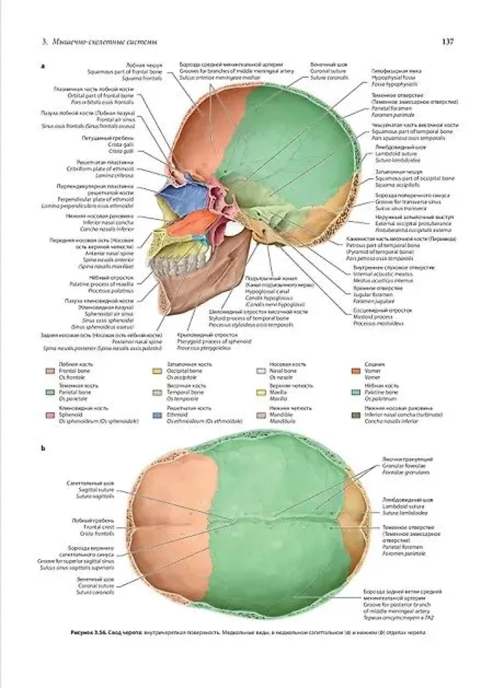 Human Anatomy. Exclusive Edition with a 50-Year History. Volume 1