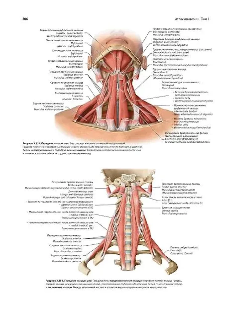Human Anatomy. Exclusive Edition with a 50-Year History. Volume 1