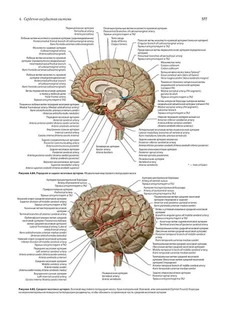 Human Anatomy. Exclusive Edition with a 50-Year History. Volume 1