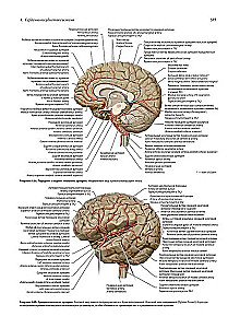 Human Anatomy. Exclusive Edition with a 50-Year History. Volume 1