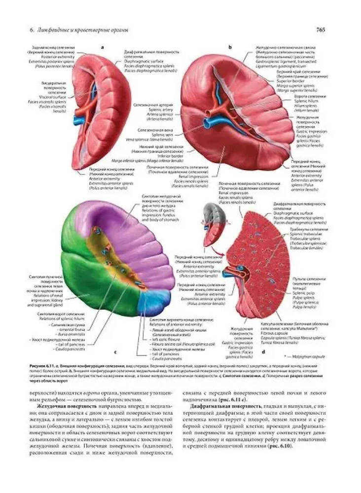 Human Anatomy. Exclusive Edition with a 50-Year History. Volume 1
