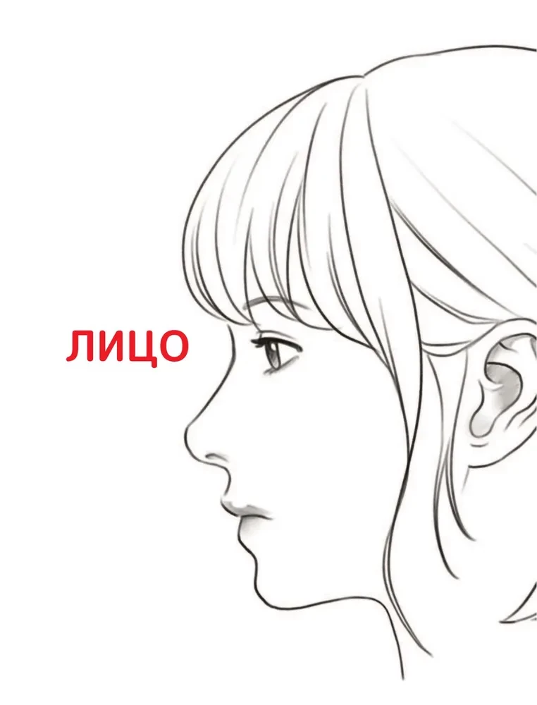 Zīmējam vebtūnu. Viegla metode, kā apgūt anatomiju