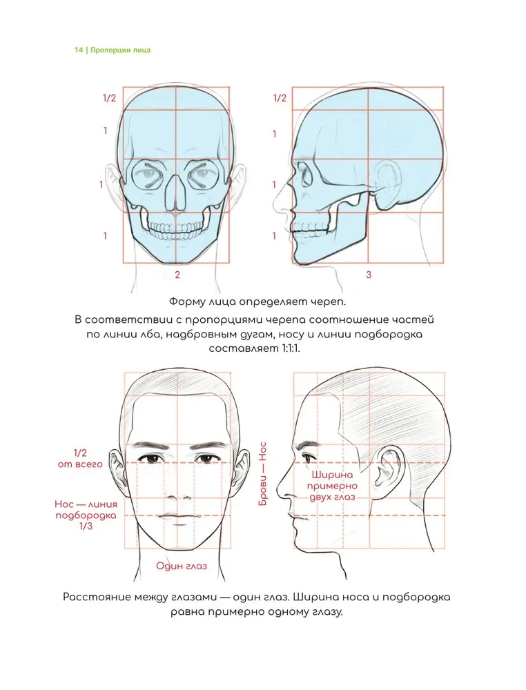 Zīmējam vebtūnu. Viegla metode, kā apgūt anatomiju