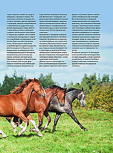 Konie. Najpełniejsza ilustrowana encyklopedia