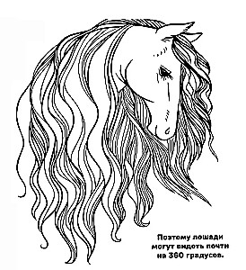 Ponių ir arkliukų