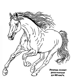 Ponių ir arkliukų